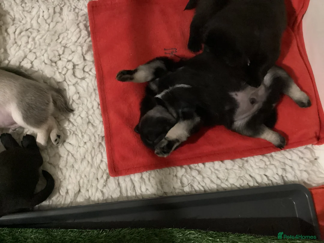 Pug dogs for sale: Fluffy teddy bear pugs husky markings  - Advert 15