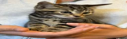 Savannah cats for sale: Stunning Savannah cross kittens, mum TICA reg - Advert 23