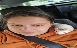 Ferret rodents for sale: Best little ferret ever - Image 10