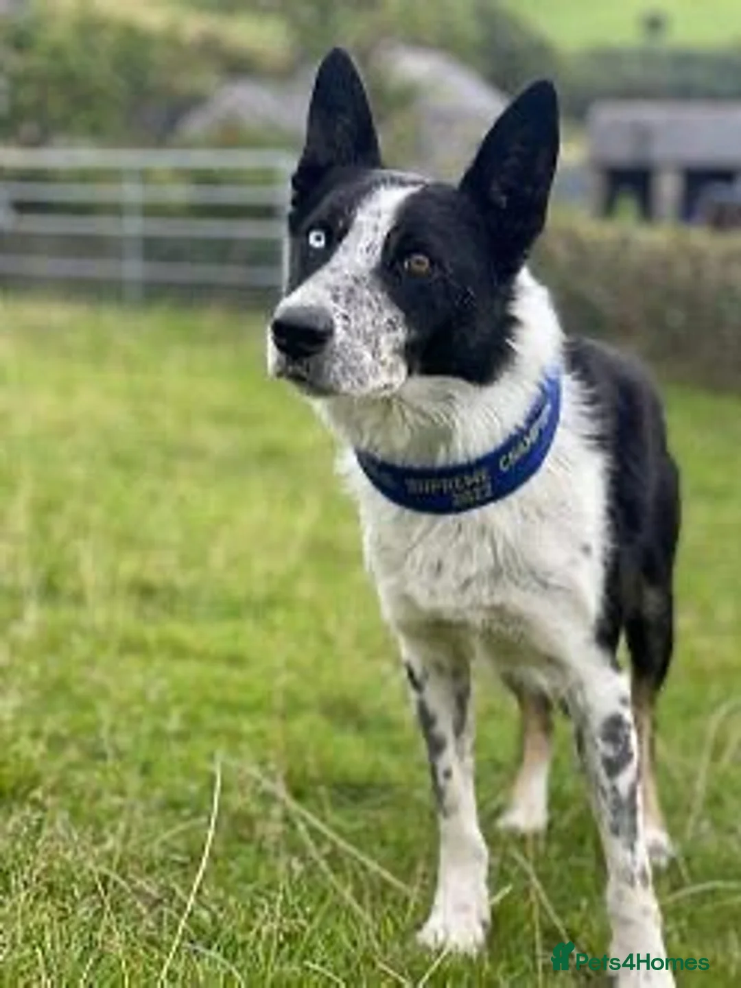 Border Collie dogs for sale: Border collie pups from Tyngraig Jock.  - Advert 16