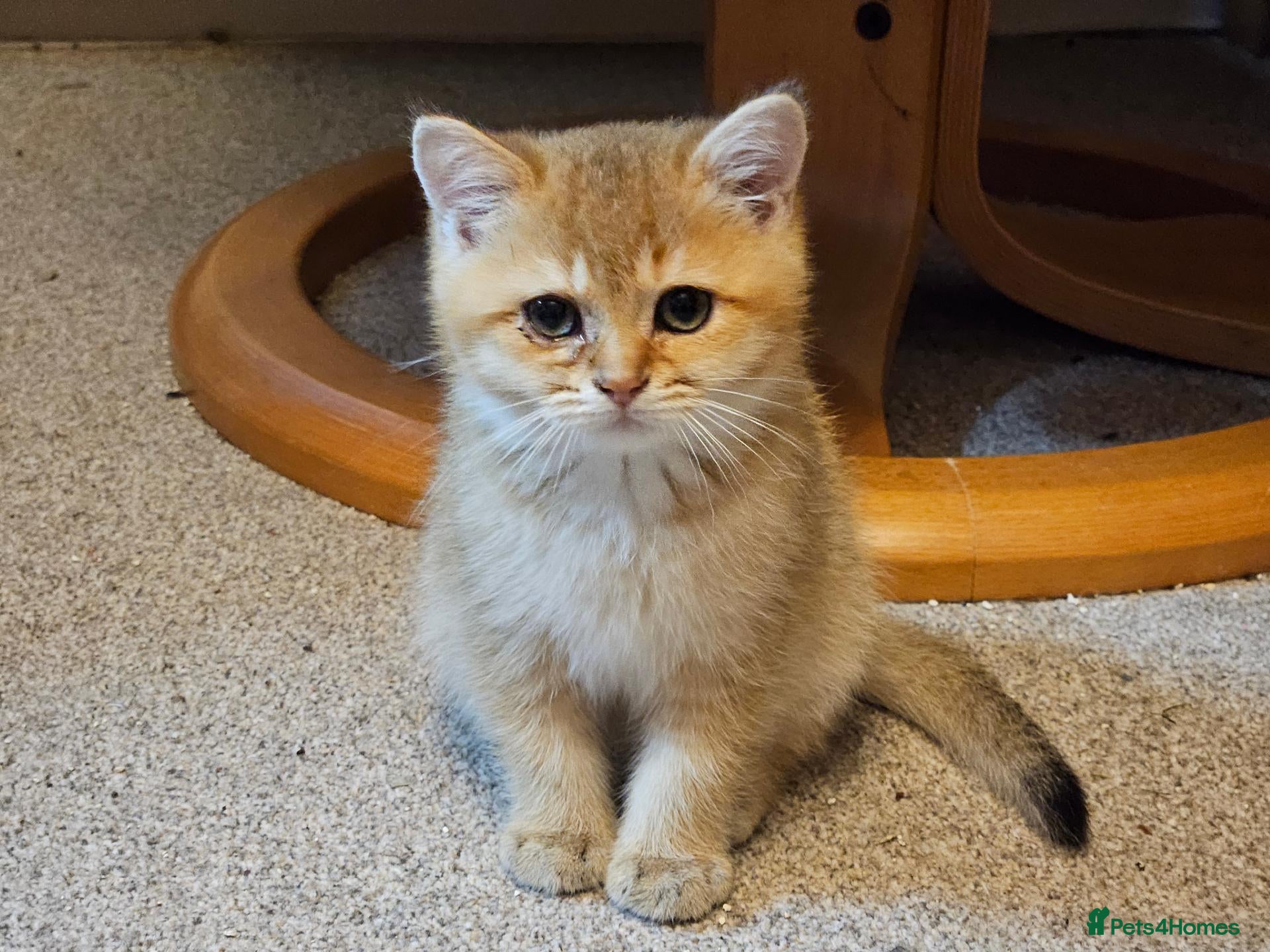 British Shorthair cats Stunning Purebred Golden BSH Kittens - Advert 2