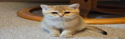 British Shorthair cats for sale: Stunning Purebred Golden BSH Kittens - Advert 2