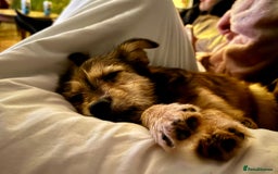 Mixed Breed dogs for adoption: Sweet sugar  - Image 4