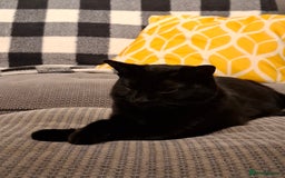 British Shorthair cats for sale: *Urgent* Black cat looking for a home - Image 1