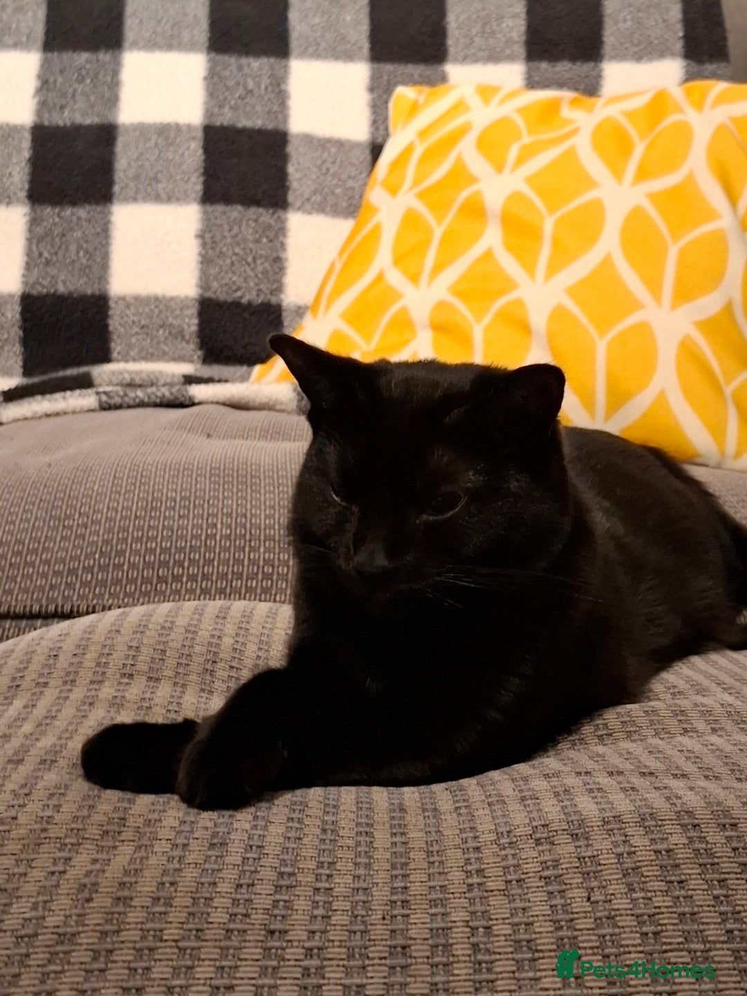 British Shorthair cats for sale: *Urgent* Black cat looking for a home - Image 1