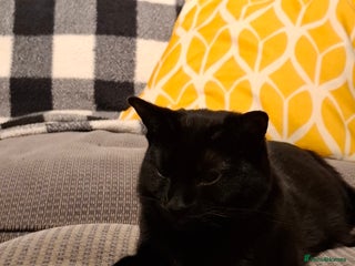 British Shorthair cats for sale - Advert 1