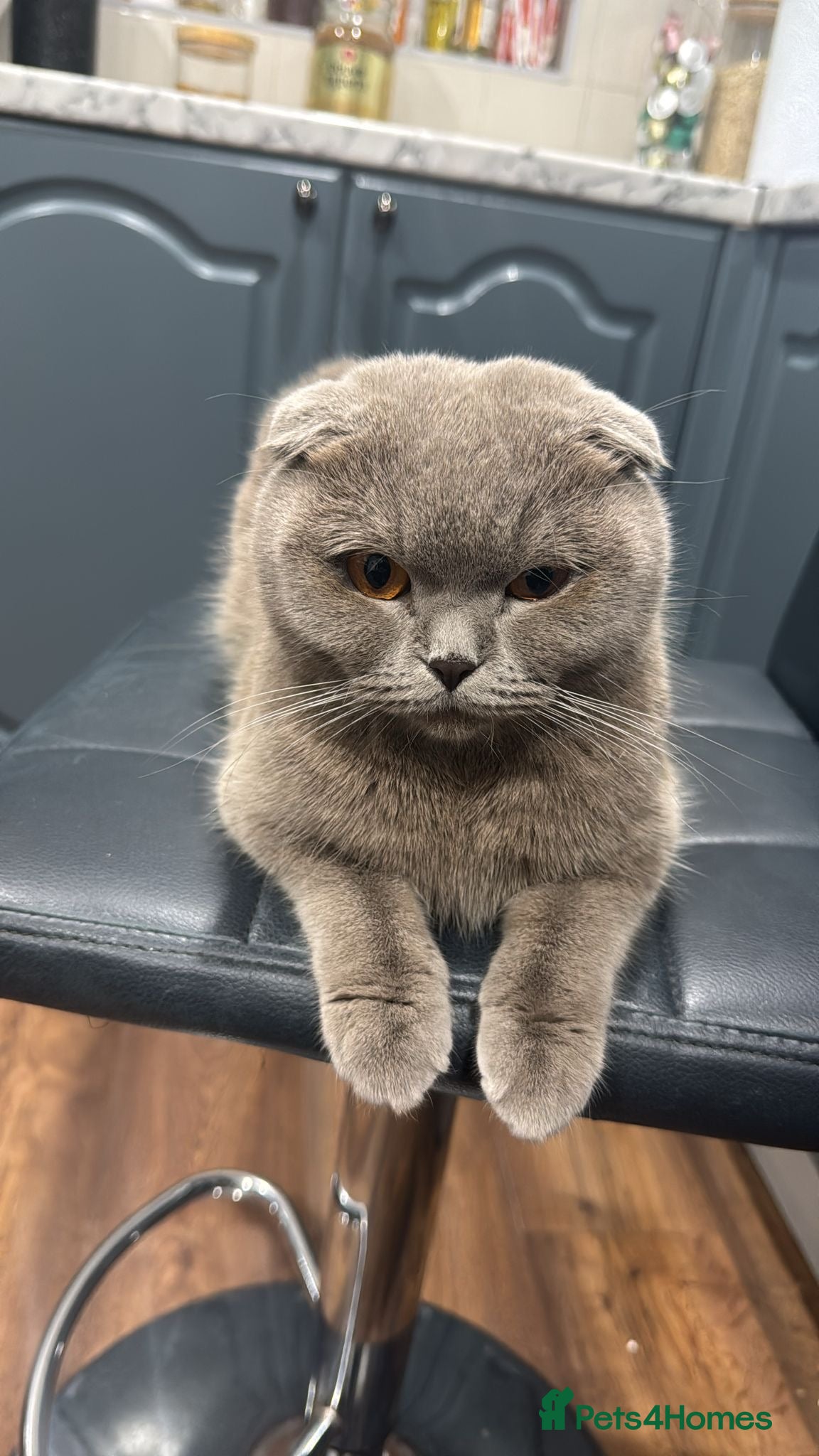 Scottish Fold cats Scottish fold looking for new home - Advert 1