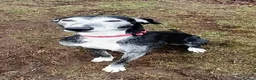 Lurcher dogs for adoption: 🖤 JET – A Gentleman Lurcher for a Forever Sofa 🖤 in Worksop - Advert 19