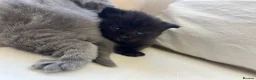 British Shorthair cats for sale: My Likac British Shorthair Queen has had 2 kittens in Worthing - Advert 6