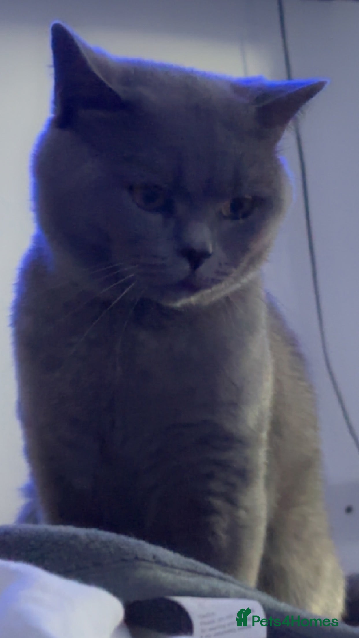 British Shorthair cats Blue British shorthair for stud duties  in Birmingham - Advert 7