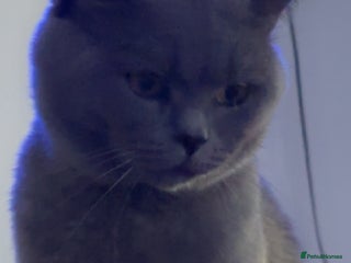 British Shorthair cats in Birmingham - Advert 35