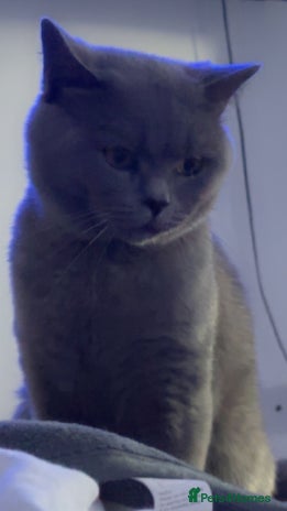 British Shorthair cats Blue British shorthair for stud duties in Birmingham - Advert 1
