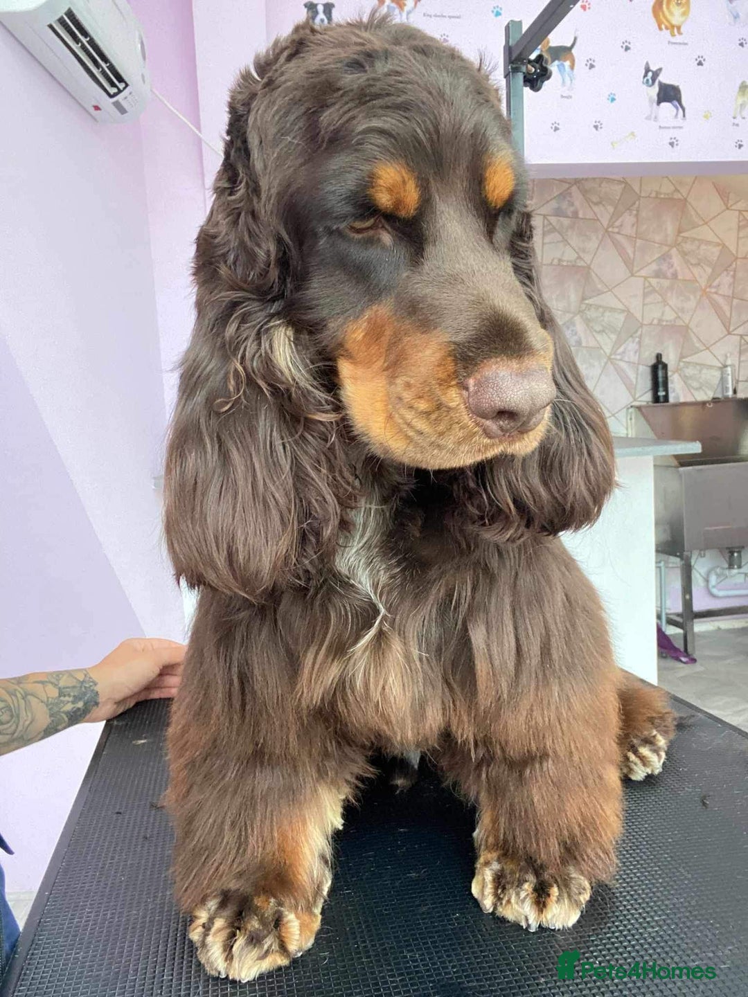 Cocker Spaniel dogs for sale: LAST ONE GIRL NEW🏠Kc reg English Cockerspaniel 🏠 - Advert 10