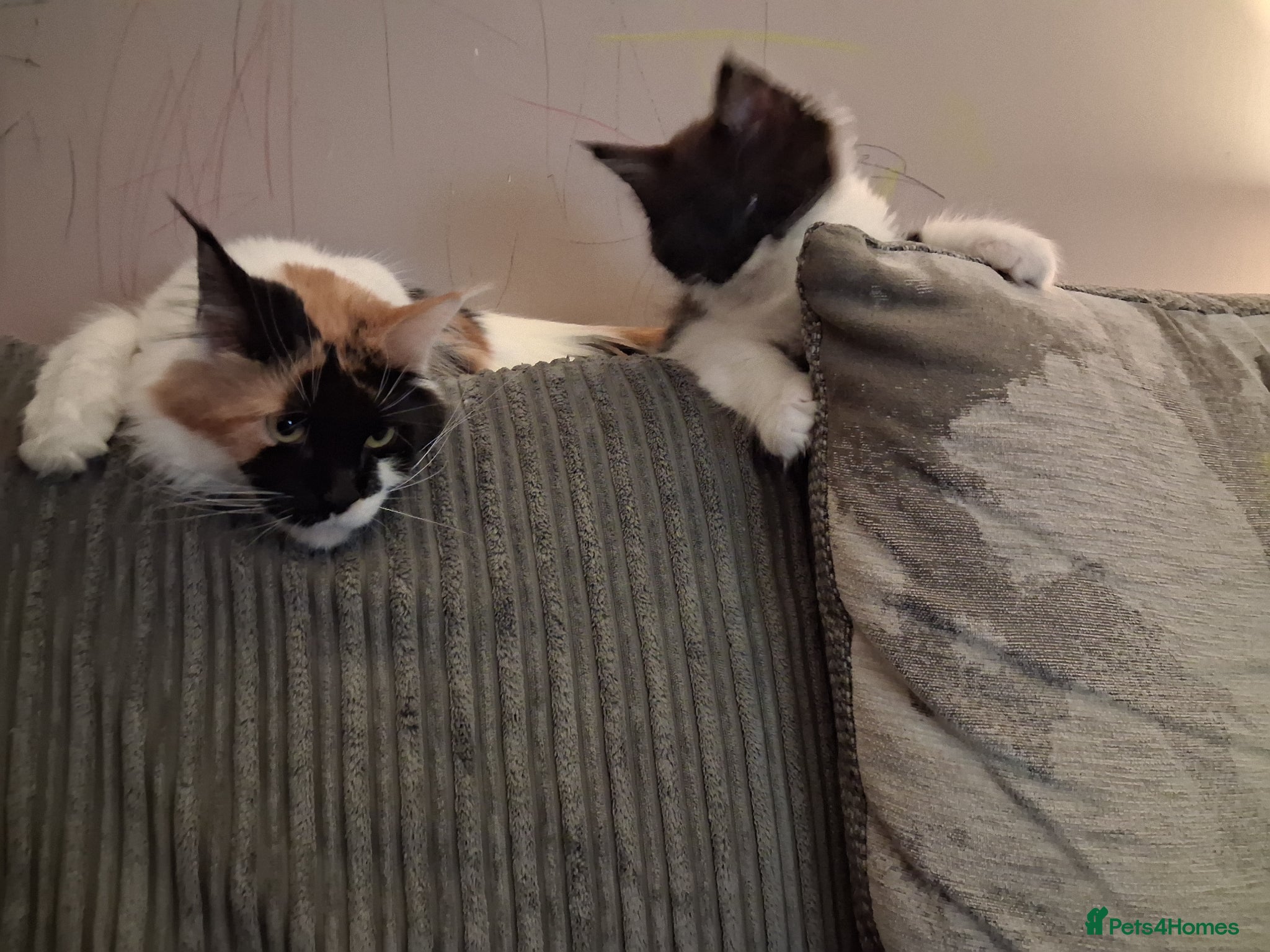 Maine Coon cats Male Maine coon kitten  - Advert 2