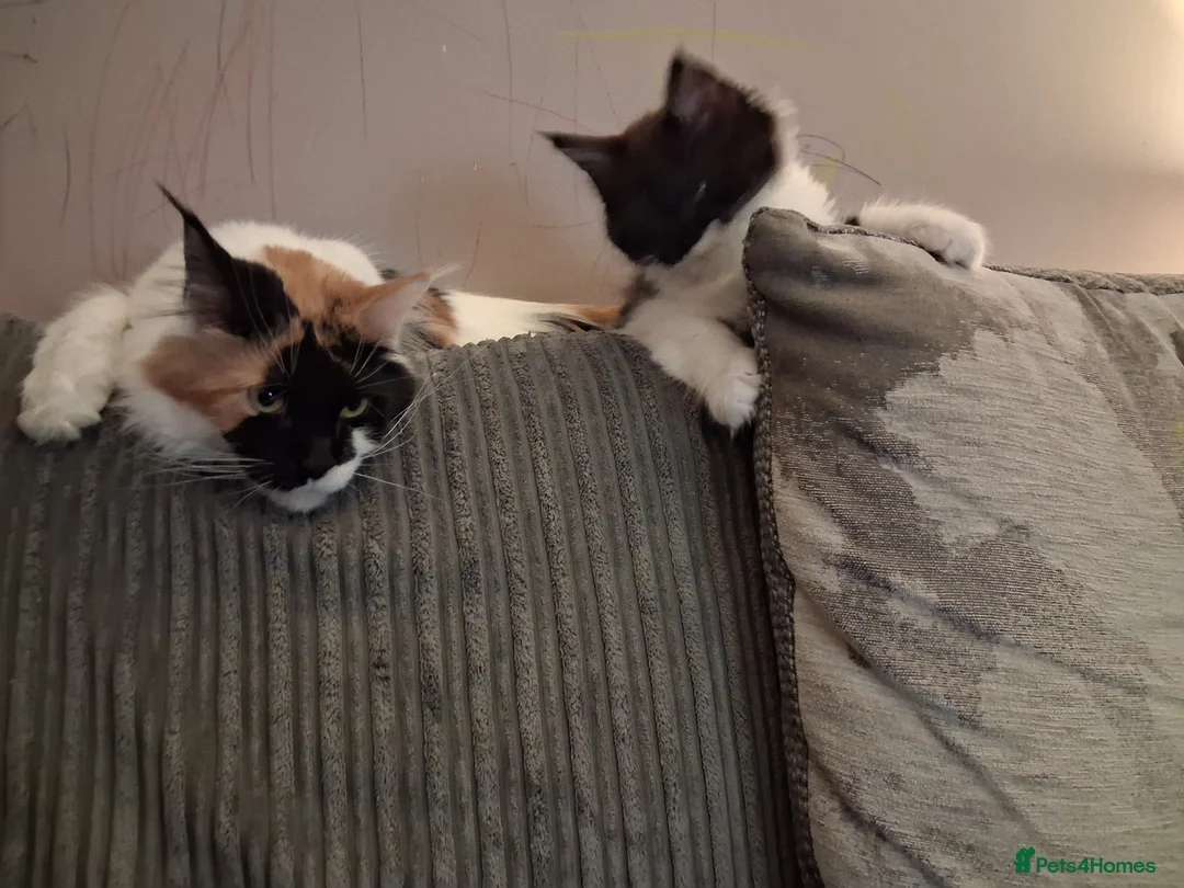 Maine Coon cats for sale: Male Maine coon kitten  in Warwick - Advert 1