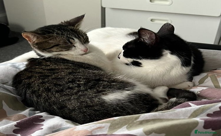 Domestic Shorthair cats Looking for a loving home for two adorable cats - Advert 1