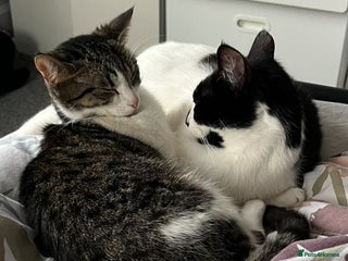 Domestic Shorthair cats for sale: Looking for a loving home for two adorable cats - Advert 1