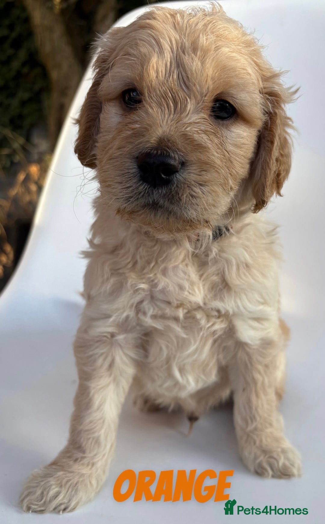 Mixed Breed dogs for sale: Beautiful litter of 10 Golden Doodles  - Image 8