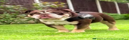 English Bulldog dogs for sale: English Bulldog puppies - Advert 11