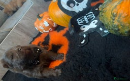 Chow Chow dogs for sale: Merle Chow Chow puppies  - Advert 10