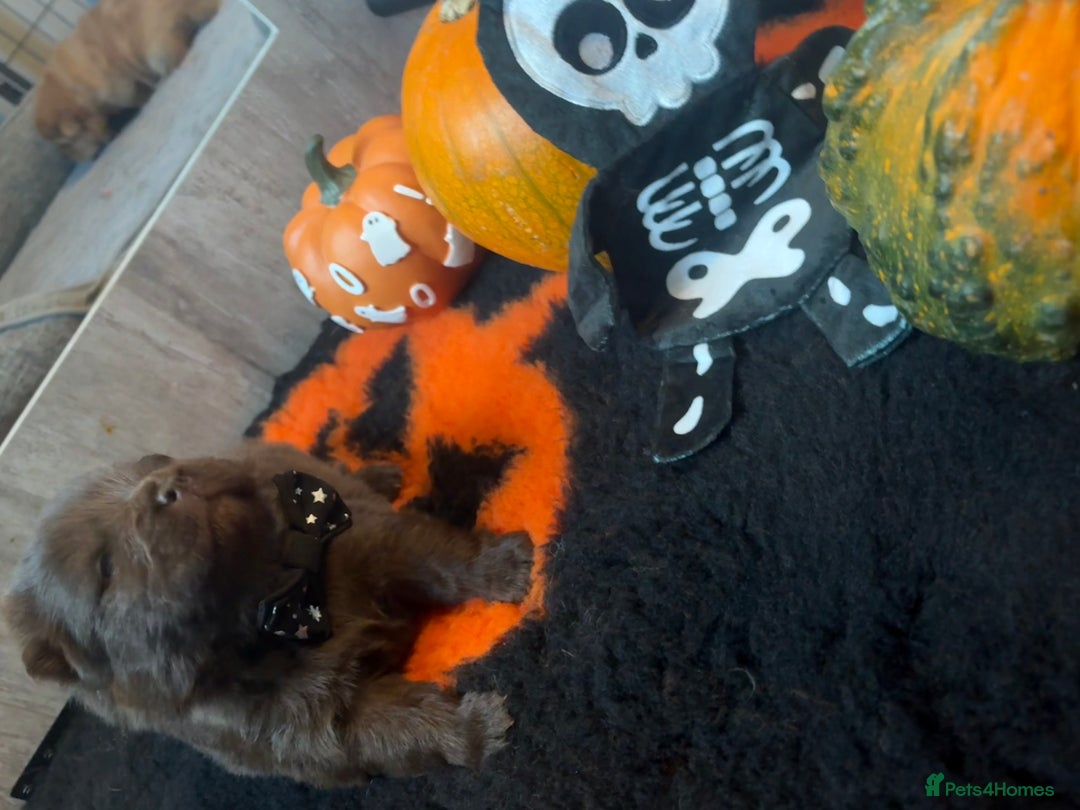 Chow Chow dogs for sale: Merle Chow Chow puppies  - Advert 10