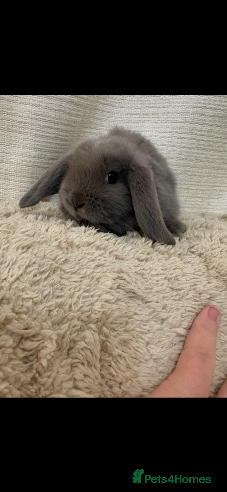 Mini Lop rabbits  New 8 weeks old litter of mini lops just added  - Advert 13