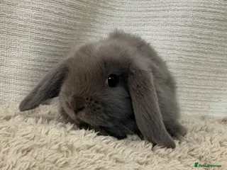 Mini Lop rabbits New 8 weeks old litter of mini lops just added - Advert 2