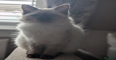 Ragdoll cats GCCF registered exclusive quality kittens - Advert 4