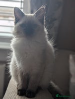 Ragdoll cats GCCF registered exclusive quality kittens - Advert 4