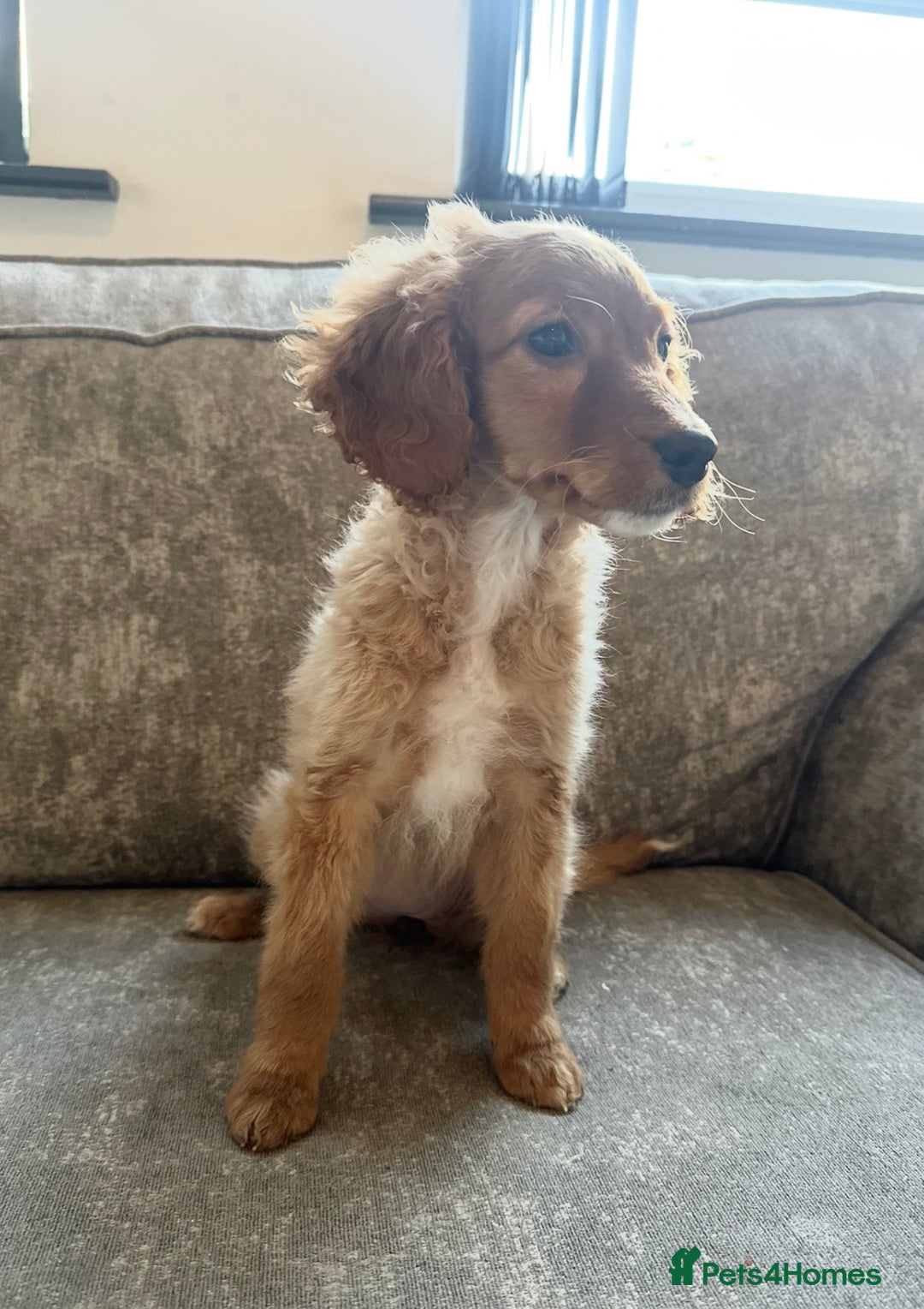 Sprocker dogs for sale: Beautiful spaniel girl   - Advert 12