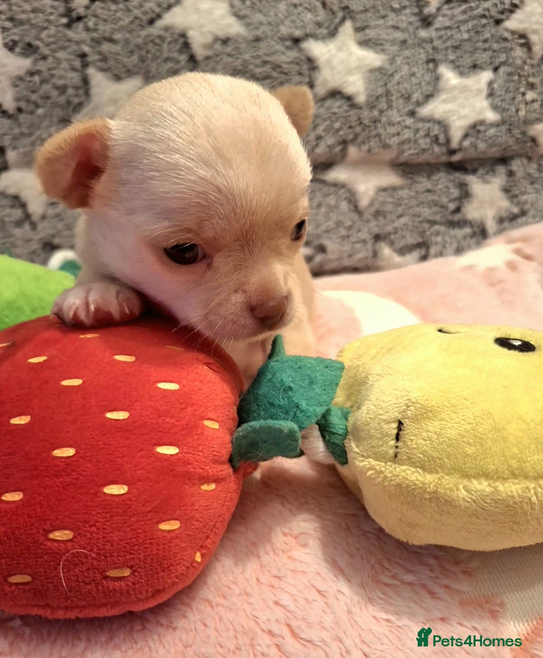 Chihuahua dogs for sale: * Three most beautiful chihuahua girls* - Advert 6