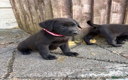 Labrador Retriever dogs for sale: ⭐️READY TO GO NEXT WEEK⭐️KC Reg Labrador Puppies  - Image 10