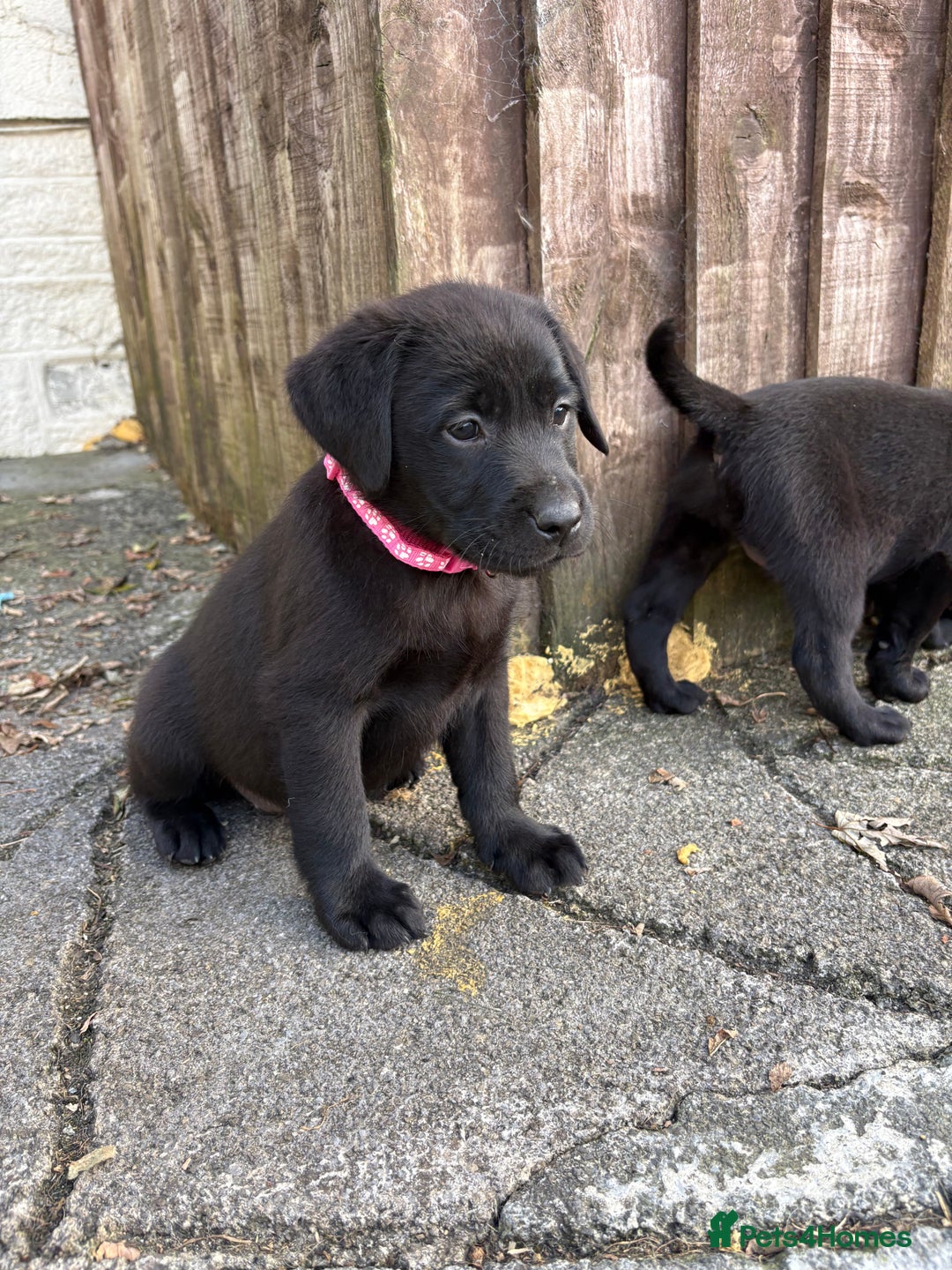 Labrador Retriever dogs for sale: ⭐️READY TO GO NEXT WEEK⭐️KC Reg Labrador Puppies  - Image 10