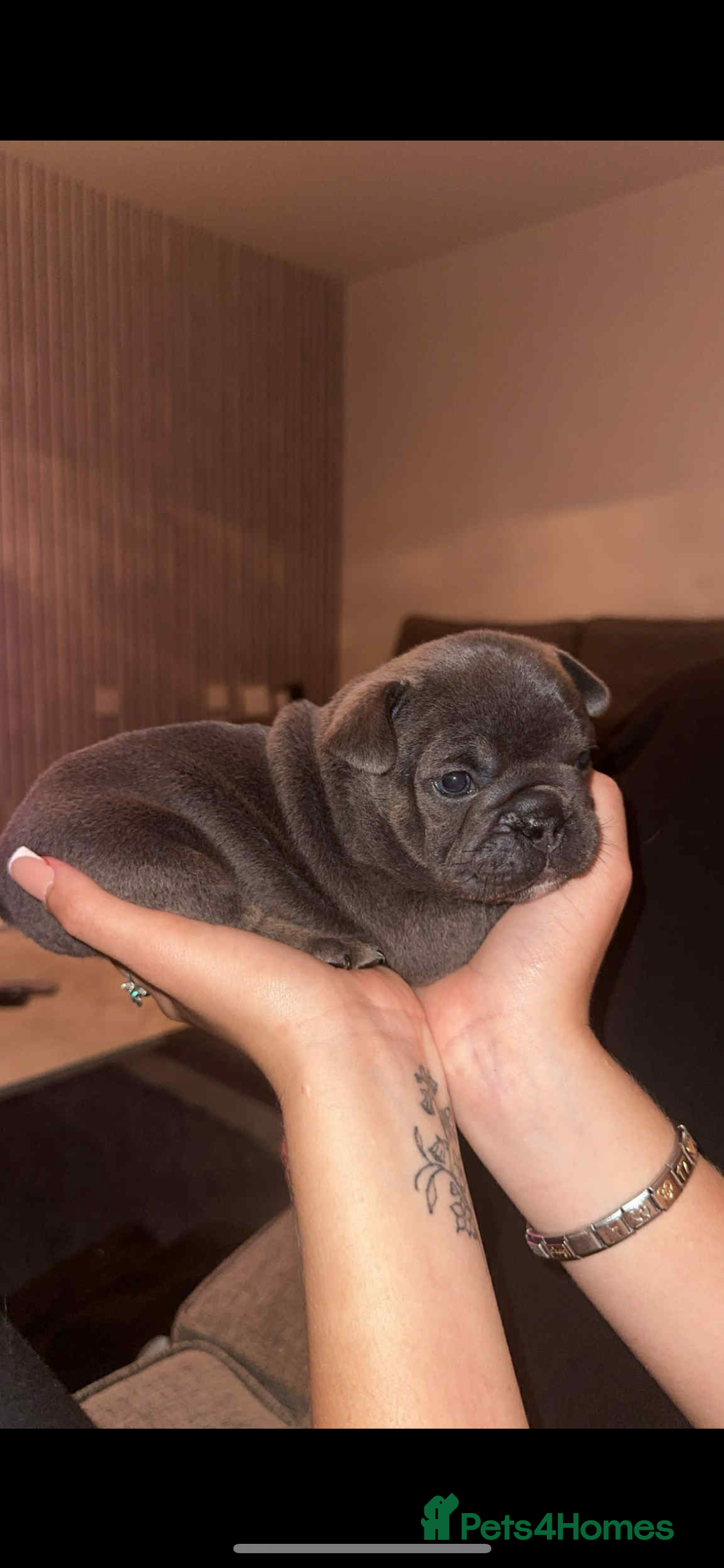 French Bulldog dogs for sale: Beautiful British x French bulldog Puppies - Image 24