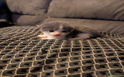 British Shorthair cats for sale: 3 British shorthair kittens  - Image 1