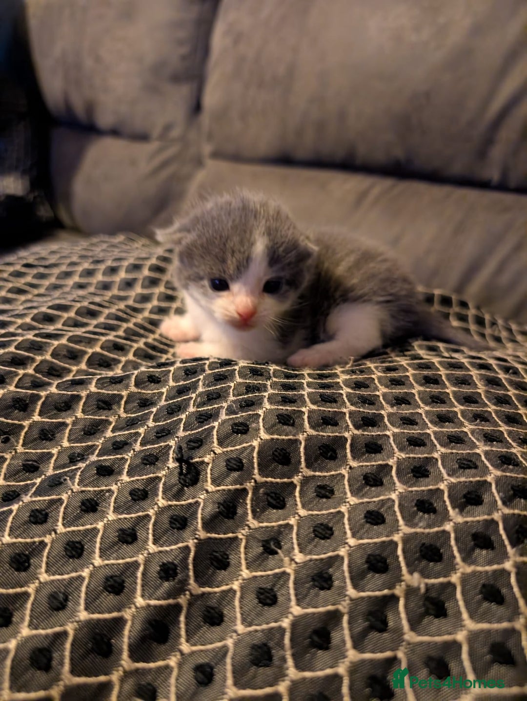British Shorthair cats for sale: 3 British shorthair kittens  - Image 1