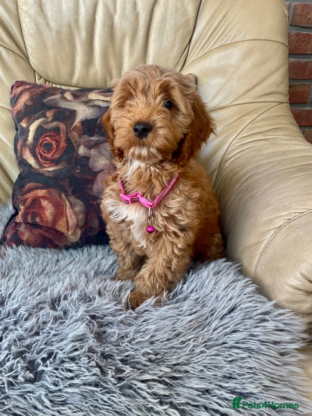 Cockapoo dogs for sale: F1 Cockapoo pups - Advert 2