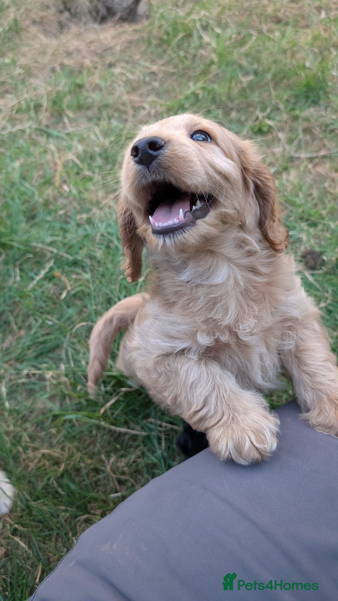 Cockapoo dogs Ready now! Licensed breeder, health tested F1 pups - Advert 2