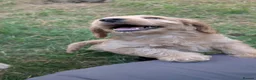 Cockapoo dogs for sale: Licensed breeder, health tested F1 cockapoos - Advert 5