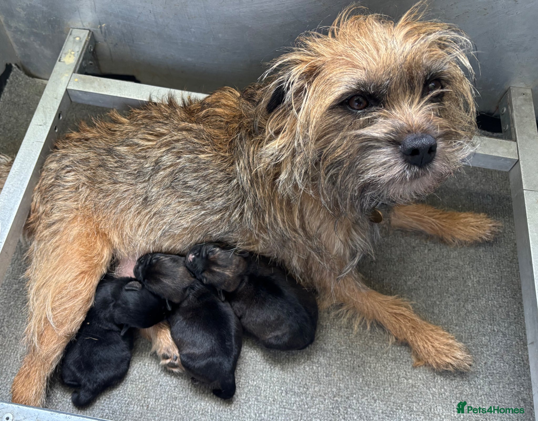 Border Terrier dogs KC Registered Pedigree Border Terrier Puppies - Advert 1