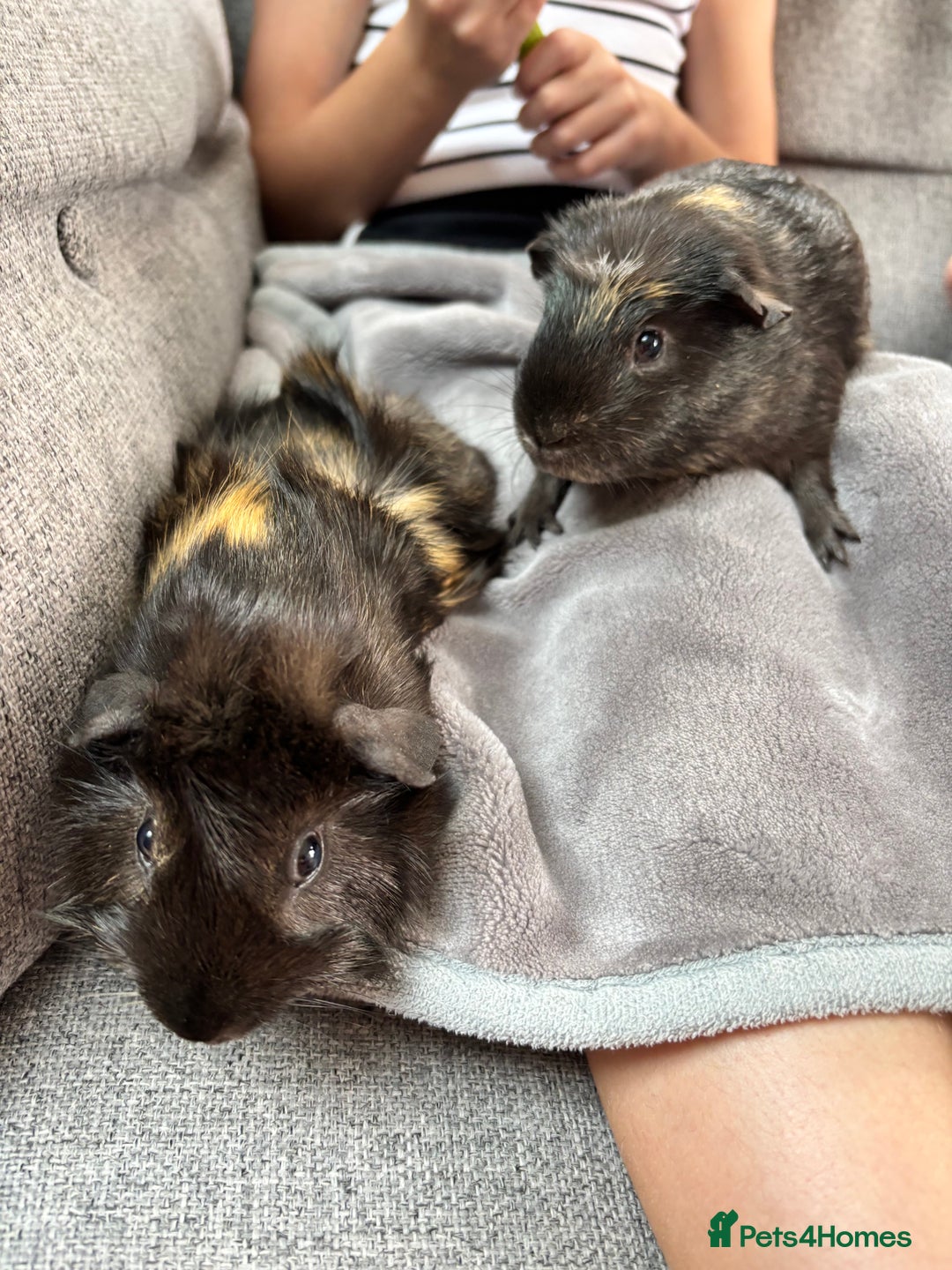 Guinea Pig rodents for sale: 2 x male bonded guinea pigs - Advert 1