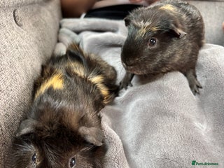 Guinea Pig rodents for sale: 2 x male bonded guinea pigs - Advert 1