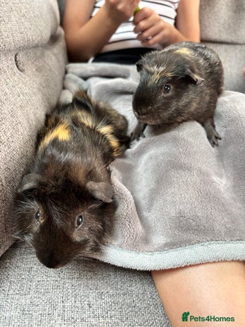Guinea Pig rodents 2 x male bonded guinea pigs - Advert 1