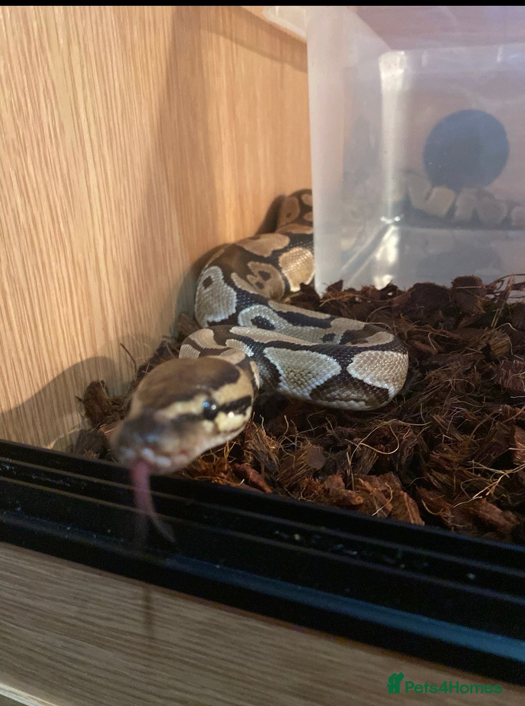 Snake reptiles for sale: Royal Python  - Image 3