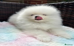 Pomeranian dogs for sale: Russian-Korean puppies looking for home💕 - Image 2