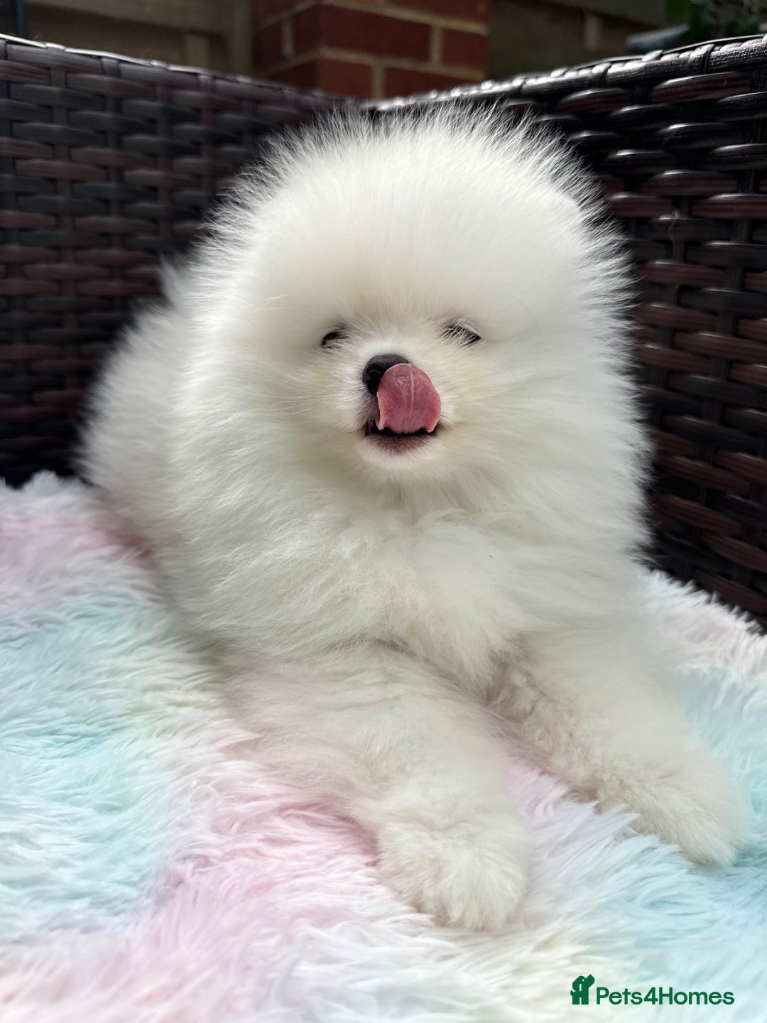Pomeranian dogs for sale: Russian-Korean puppies looking for home💕 - Image 2