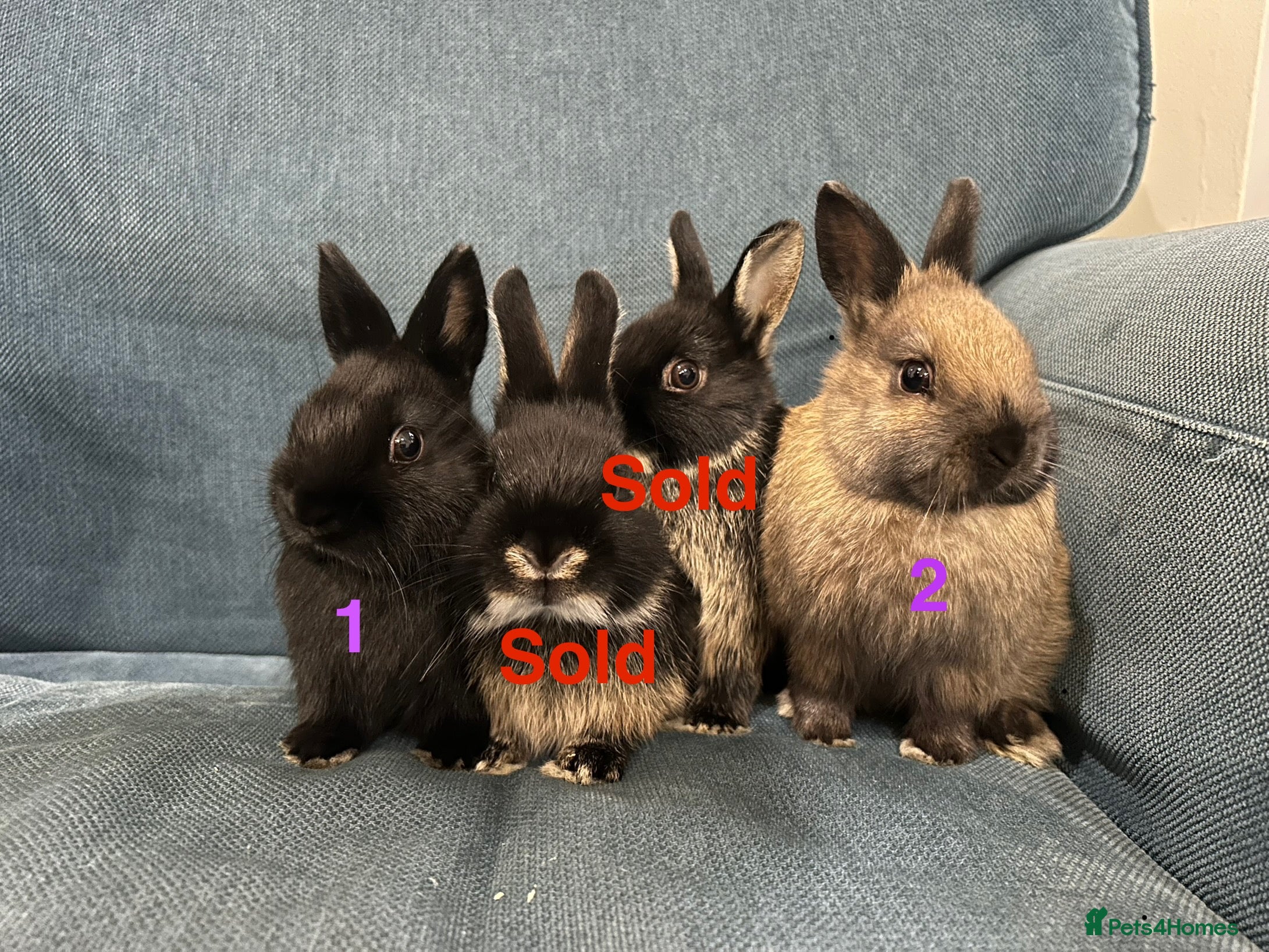 Netherland Dwarf rabbits 2 female purebred Netherland Dwarf Rabbits  - Advert 10