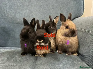 Netherland Dwarf rabbits 2 female purebred Netherland Dwarf Rabbits - Advert 10