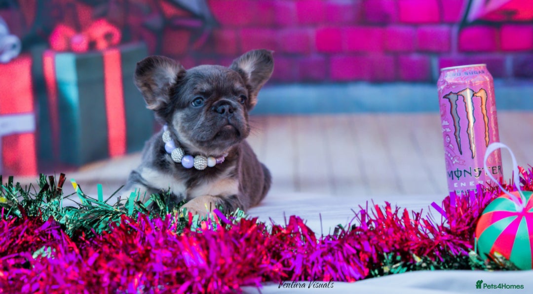 French Bulldog dogs for sale: Quality French Bulldog Puppies – Well Socialised - Advert 4