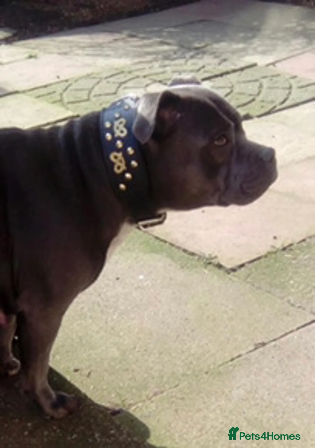 Gallery Image {{count}}